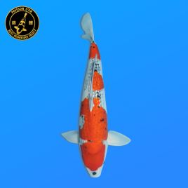 Koï Japon G. Goshiki	Mâle	Seiki	Nisai	43 cm