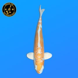 Koï Japon Nisai	D. Hariwake	Mâle	eleveur Seiki	47 cm