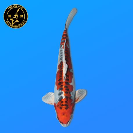 Koï Japon D. Kujaku	Mâle	Seiki	Nisai	43 cm