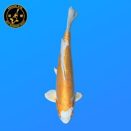 Koï Japon Nisai	 D. Hariwake	Mâle	eleveur Seiki	42 cm