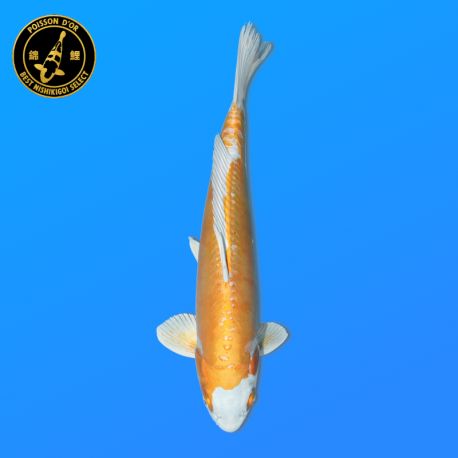 Koï Japon D. Hariwake	Mâle	Seiki	Nisai	42 cm