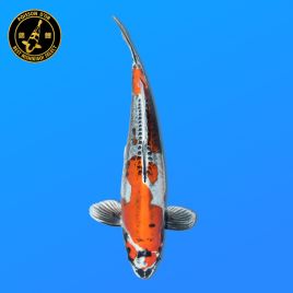Koï Japon Nisai	Kawarigoi	Femelle	eleveur Seiki	49 cm