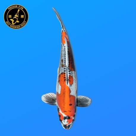 Koï Japon Kawarigoi	Femelle	Seiki	Nisai	49 cm