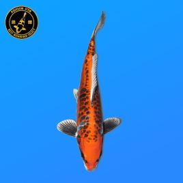 Koï Japon Nisai	A. Kogane O.	Mâle	 eleveur Seiki	45 cm