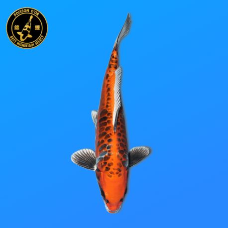 Koï Japon A. Kogane O.	Mâle	Seiki	Nisai	45 cm