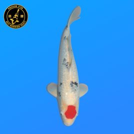 Koï Japon Sansai	G. T. Sanke	Mâle eleveur	Izumiya	55 cm