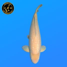 Koï Japon Sansai	Karashigoi	Mâle	eleveur Hoshikin	66 cm