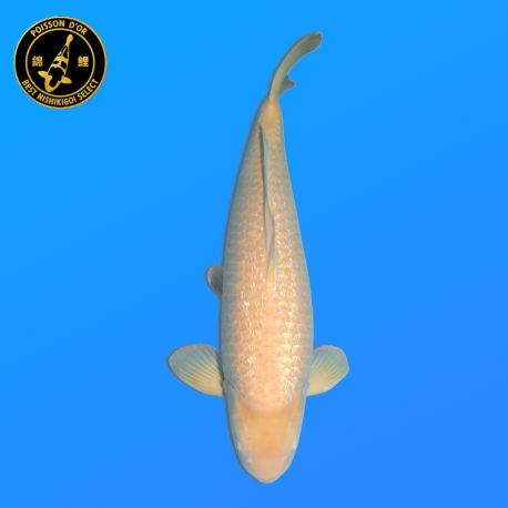 Koï Japon Karashigoi	Mâle	Hoshikin	Sansai	66 cm