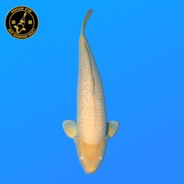 Koï Japon Yonsai	G. Karashigoi	Mâle	eleveur Marudo	73 cm