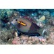 Acanthurus Olivaceus : 7-10 cm  69,50 €