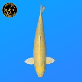 Koï Japon Sansai	 Yamabuki	Mâle	eleveur Izumiya	66 cm