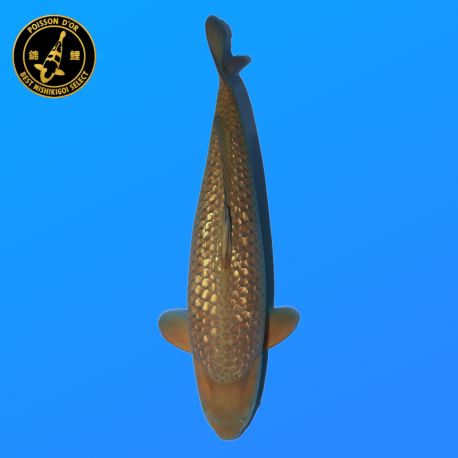 Koï Japon Ginrin Chagoi	Femelle	Marudo	Yonsai	80 cm