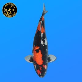 Koï Japon Sansai	Ginrin Showa	Femelle	eleveur Shinoda	61 cm