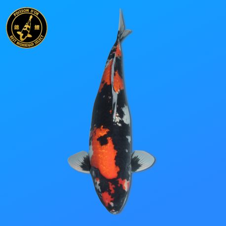 Koï Japon Ginrin Showa	Femelle	Shinoda	Sansai	61 cm