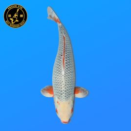 Koï Japon Yonsai	Asagi	Femelle	eleveur Oya	74 cm