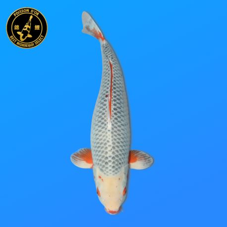 Koï Japon Asagi	Femelle	Oya	Yonsai	74 cm