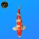 Koï Japon Kohaku	Mâle	Hoshikin	Gosai	67 cm