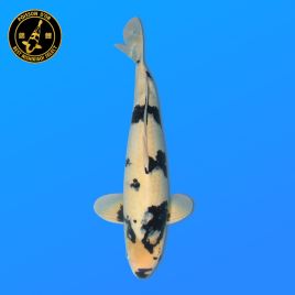 Koï Japon Sansai	Shiro Utsuri	Mâle	eleveur Omosako	61 cm