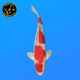 Koï Japon Sansai	 Goshiki	Mâle eleveur	Kawakami	50 cm