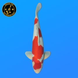 Koï Japon Sansai	Goshiki	Mâle	eleveur Kawakami	55 cm