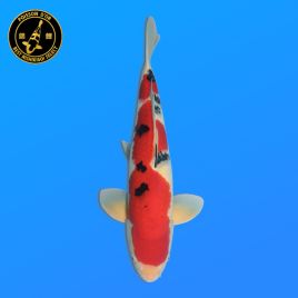 Koï Japon Sansai	Sanke	Mâle	eleveur Oya	55 cm