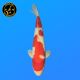 Koï Japon Kohaku	Femelle	Oya	Yonsai	66 cm