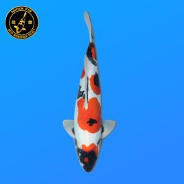 Koï Japon Nisai	Doitsu Showa	Mâle	eleveur Shinoda	51 cm