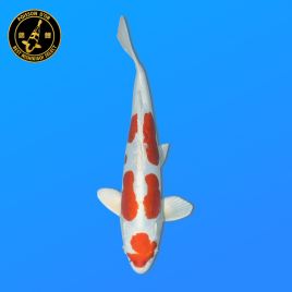 Koï Japon Nisai	Kikusui		eleveur Kanno	35 cm