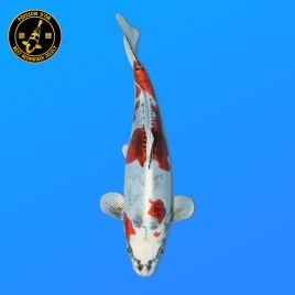 Koï Japon Nisai	Beni Kikokuryu	Femelle eleveur	Seiki	49 cm