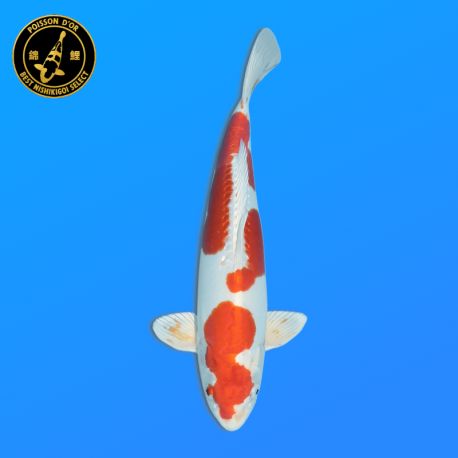 Koï Japon Kikusui		Aoki	Nisai	38 cm
