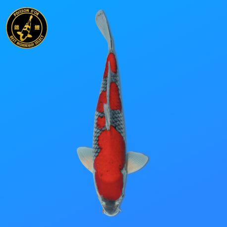Koï Japon Goshiki	Mâle	Koda	Sansai	50 cm