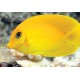 Acanthurus pyroferus : 5-8 cm  59,50 €