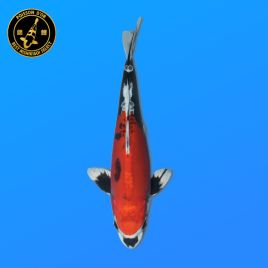 Koï Japon Nisai	Yamatonishiki		eleveur Aoki	36 cm