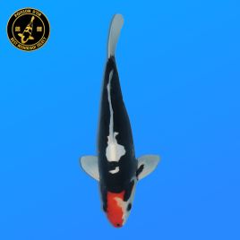 Koï Japon Beni Kumonryu		Aoki	Nisai	37 cm