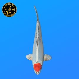 Koï Japon T. Beni Kiko	Mâle	Kanno	Nisai	40 cm