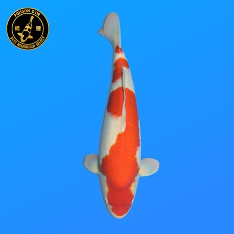 Koï Japon Kohaku	Femelle	Himitsu	Nisai	55 cm