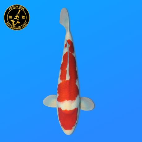 Koï Japon Kohaku	Mâle	Himitsu	Nisai	48 cm