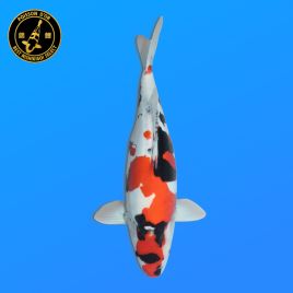 Koï Japon Doisu Showa	Femelle	Shinoda	Nisai	47 cm