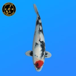 Koï Japon Nisai Tancho Showa eleveur Hoshikin 45 cm
