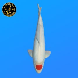 Koï Japon Nisai Tancho Mâle eleveur Hoshikin 41 cm