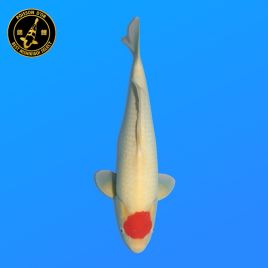 Koï Japon Nisai Tancho	Mâle eleveur Himitsu 40 cm
