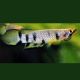 Epiplatys Dageti 4,50 €