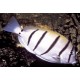Acanthurus triostegus : 6-8 cm  57,50 €