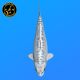 Koi Japon Nisai D. Gin Mastuba eleveur Miyatora 53 cm