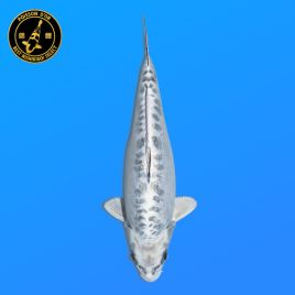 Koi Japon Nisai D. Gin Mastuba eleveur Miyatora 53 cm