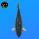 Koi Japon Nisai Gozilla eleveur Miyatora 50 cm