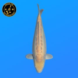 Koi Japon Nisai Doitsu Karashi. eleveur Miyatora 48 cm