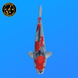 Koi Japon Nisai Goshiki eleveur Kawakami +-35 cm
