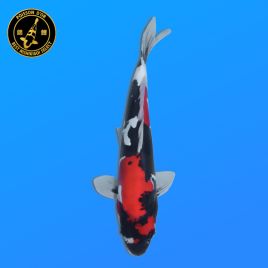 Koi Japon Nisai D. Showa eleveur Kawakami +-35 cm