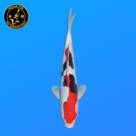 Koi Japon Nisai Beni Kumon. eleveur Kawakami +-35 cm